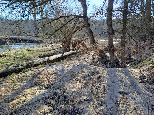 Třebechovice pod Orebem, Štěnkov, 3.3.2024
Meandry Orlice. Za bojkem. 
Keywords: Třebechovice pod Orebem Štěnkov meandry Orlice