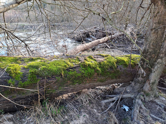 Třebechovice pod Orebem, Štěnkov, 3.3.2024
Meandry Orlice.
Klíčová slova: Třebechovice pod Orebem Štěnkov meandry Orlice