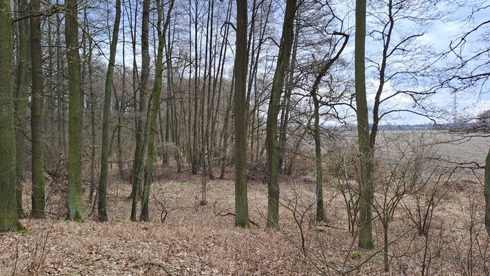 Týniště nad Orlicí, Petrovičky, 3.3.2024
Lužní les U Petroviček.
Schlüsselwörter: Týniště nad Orlicí Petrovičky lužní les