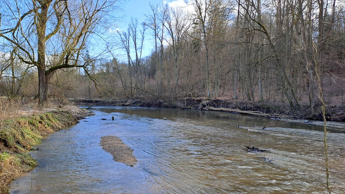 Třebechovice pod Orebem, Štěnkov, 3.3.2024
Meandry Orlice. 
Keywords: Třebechovice pod Orebem Štěnkov meandry Orlice