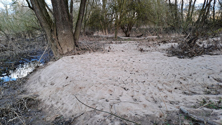 Třebechovice pod Orebem, Štěnkov, 3.3.2024
Meandry Orlice.
Mots-clés: Třebechovice pod Orebem Štěnkov meandry Orlice