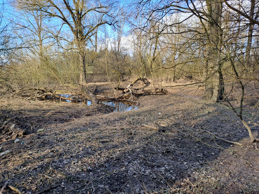 Třebechovice pod Orebem, Štěnkov, 3.3.2024
Meandry Orlice.
Schlüsselwörter: Třebechovice pod Orebem Štěnkov meandry Orlice