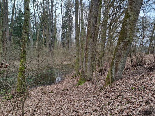 Týniště nad Orlicí, Petrovičky, 3.3.2024
Lužní les U Kryštofovy studánky.
Mots-clés: Týniště nad Orlicí Petrovičky lužní les U Kryštofovy studánky