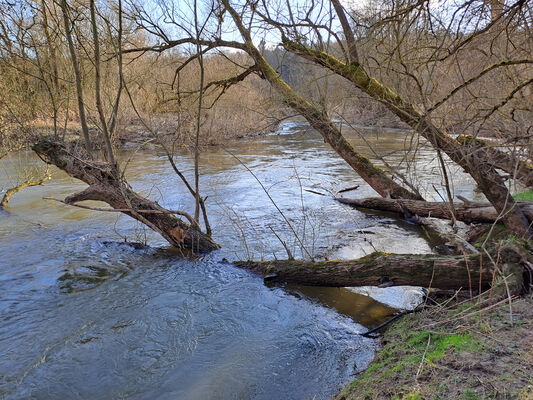 Třebechovice pod Orebem, Štěnkov, 3.3.2024
Meandry Orlice.
Mots-clés: Třebechovice pod Orebem Štěnkov meandry Orlice