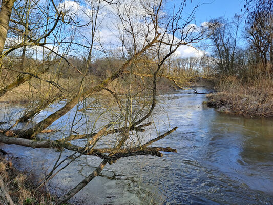 Třebechovice pod Orebem, Štěnkov, 3.3.2024
Meandry Orlice.
Schlüsselwörter: Třebechovice pod Orebem Štěnkov meandry Orlice