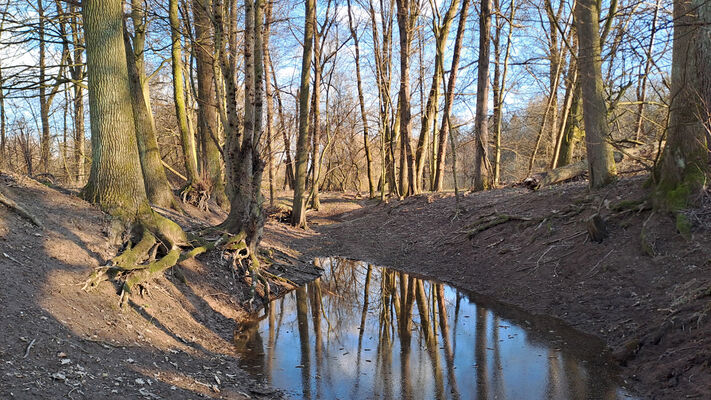 Třebechovice pod Orebem, Štěnkov, 3.3.2024
Meandry Orlice.
Schlüsselwörter: Třebechovice pod Orebem Štěnkov meandry Orlice