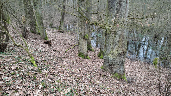 Týniště nad Orlicí, Petrovičky, 3.3.2024
Lužní les U Kryštofovy studánky.
Mots-clés: Týniště nad Orlicí Petrovičky lužní les U Kryštofovy studánky