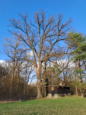 Třebechovice pod Orebem, Štěnkov, 3.3.2024
Meandry Orlice., Za tišinou. Dub ve Štěnkově.
Keywords: Třebechovice pod Orebem Štěnkov meandry Orlice