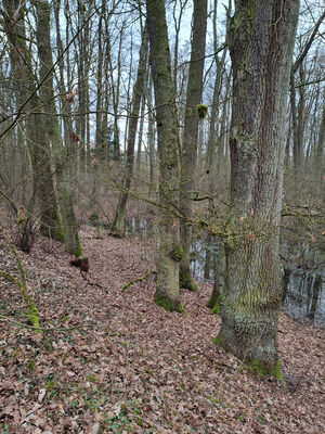 Týniště nad Orlicí, Petrovičky, 3.3.2024
Lužní les U Kryštofovy studánky.
Klíčová slova: Týniště nad Orlicí Petrovičky lužní les U Kryštofovy studánky