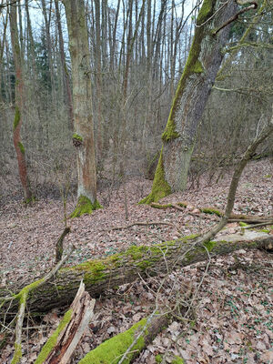 Týniště nad Orlicí, Petrovičky, 3.3.2024
Lužní les U Kryštofovy studánky.
Mots-clés: Týniště nad Orlicí Petrovičky lužní les U Kryštofovy studánky