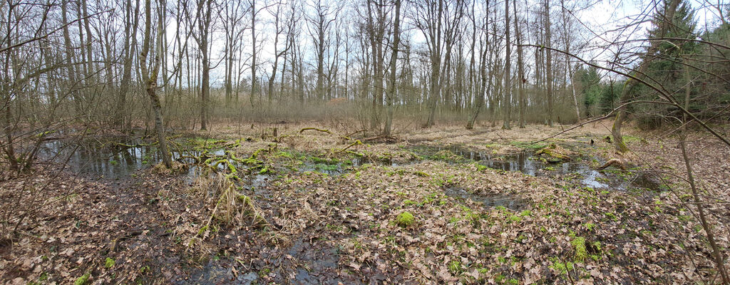 Týniště nad Orlicí, Petrovičky, 3.3.2024
Lužní les U Kryštofovy studánky.
Mots-clés: Týniště nad Orlicí Petrovičky lužní les U Kryštofovy studánky