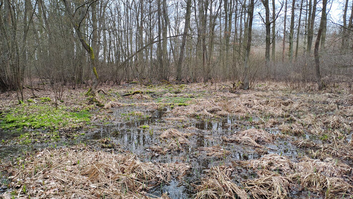 Týniště nad Orlicí, Petrovičky, 3.3.2024
Lužní les U Kryštofovy studánky.
Mots-clés: Týniště nad Orlicí Petrovičky lužní les U Kryštofovy studánky