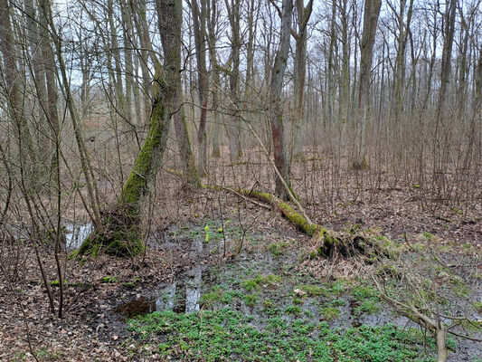 Týniště nad Orlicí, Petrovičky, 3.3.2024
Lužní les U Kryštofovy studánky.
Schlüsselwörter: Týniště nad Orlicí Petrovičky lužní les U Kryštofovy studánky