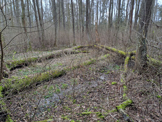 Týniště nad Orlicí, Petrovičky, 3.3.2024
Lužní les U Kryštofovy studánky.
Keywords: Týniště nad Orlicí Petrovičky lužní les U Kryštofovy studánky