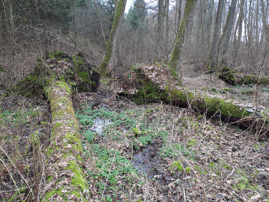 Týniště nad Orlicí, Petrovičky, 3.3.2024
Lužní les U Kryštofovy studánky.
Mots-clés: Týniště nad Orlicí Petrovičky lužní les U Kryštofovy studánky