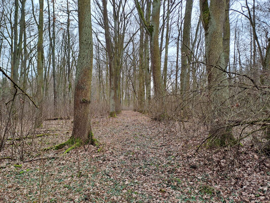 Týniště nad Orlicí, Petrovičky, 3.3.2024
Lužní les U Kryštofovy studánky.
Klíčová slova: Týniště nad Orlicí Petrovičky lužní les U Kryštofovy studánky