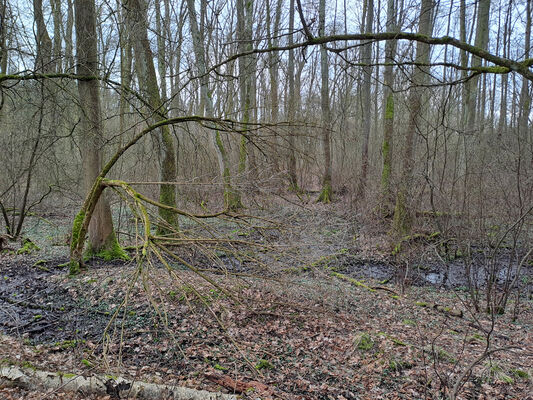 Týniště nad Orlicí, Petrovičky, 3.3.2024
Lužní les U Kryštofovy studánky.
Keywords: Týniště nad Orlicí Petrovičky lužní les U Kryštofovy studánky