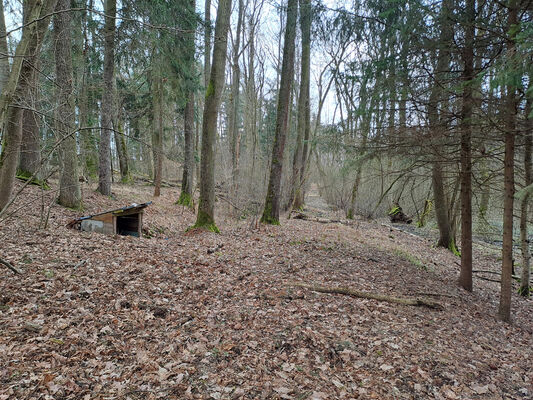 Týniště nad Orlicí, Petrovičky, 3.3.2024
Lužní les U Kryštofovy studánky.
Schlüsselwörter: Týniště nad Orlicí Petrovičky lužní les U Kryštofovy studánky Ampedus elegantulus