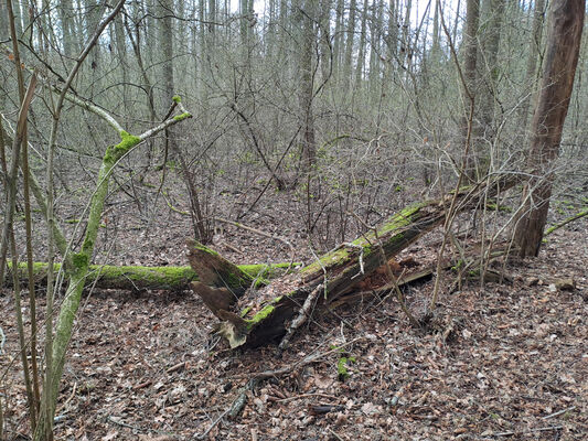 Týniště nad Orlicí, Petrovičky, 3.3.2024
Lužní les U Kryštofovy studánky.
Klíčová slova: Týniště nad Orlicí Petrovičky lužní les U Kryštofovy studánky