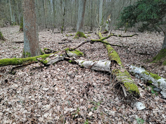 Týniště nad Orlicí, Petrovičky, 3.3.2024
Lužní les U Kryštofovy studánky.
Mots-clés: Týniště nad Orlicí Petrovičky lužní les U Kryštofovy studánky