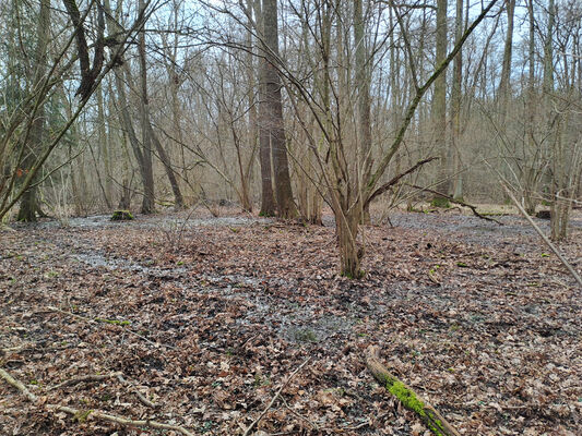 Týniště nad Orlicí, Petrovičky, 3.3.2024
Lužní les U Kryštofovy studánky.
Mots-clés: Týniště nad Orlicí Petrovičky lužní les U Kryštofovy studánky