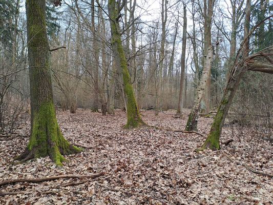 Týniště nad Orlicí, Petrovičky, 3.3.2024
Lužní les U Kryštofovy studánky.
Klíčová slova: Týniště nad Orlicí Petrovičky lužní les U Kryštofovy studánky