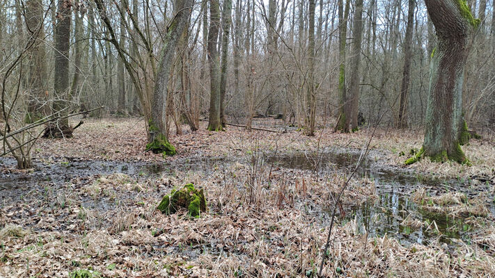 Týniště nad Orlicí, Petrovičky, 3.3.2024
Lužní les U Kryštofovy studánky.
Schlüsselwörter: Týniště nad Orlicí Petrovičky lužní les U Kryštofovy studánky