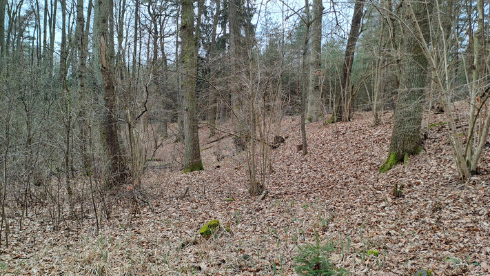 Týniště nad Orlicí, Petrovičky, 3.3.2024
Lužní les U Kryštofovy studánky.
Klíčová slova: Týniště nad Orlicí Petrovičky lužní les U Kryštofovy studánky