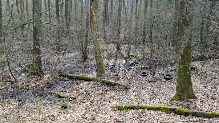 Týniště nad Orlicí, Petrovičky, 3.3.2024
Lužní les U Kryštofovy studánky.
Schlüsselwörter: Týniště nad Orlicí Petrovičky lužní les U Kryštofovy studánky