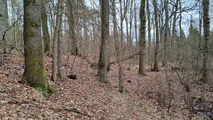 Týniště nad Orlicí, Petrovičky, 3.3.2024
Lužní les U Kryštofovy studánky.
Schlüsselwörter: Týniště nad Orlicí Petrovičky lužní les U Kryštofovy studánky