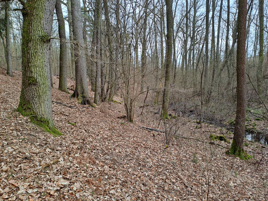 Týniště nad Orlicí, Petrovičky, 3.3.2024
Lužní les U Kryštofovy studánky.
Klíčová slova: Týniště nad Orlicí Petrovičky lužní les U Kryštofovy studánky