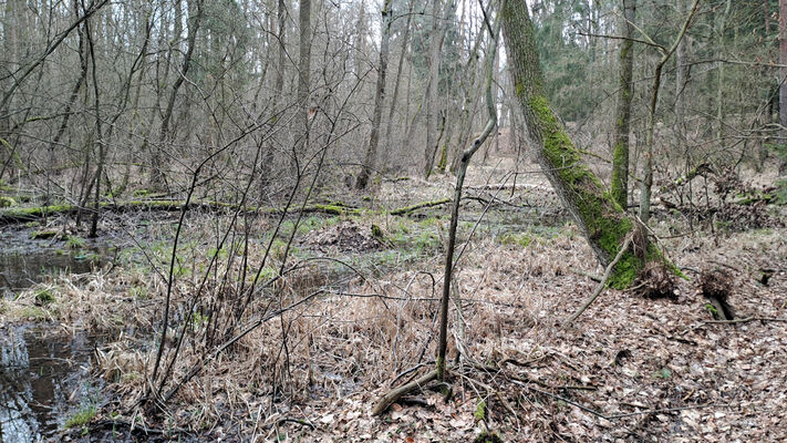 Týniště nad Orlicí, Petrovičky, 3.3.2024
Lužní les U Kryštofovy studánky.
Mots-clés: Týniště nad Orlicí Petrovičky lužní les U Kryštofovy studánky