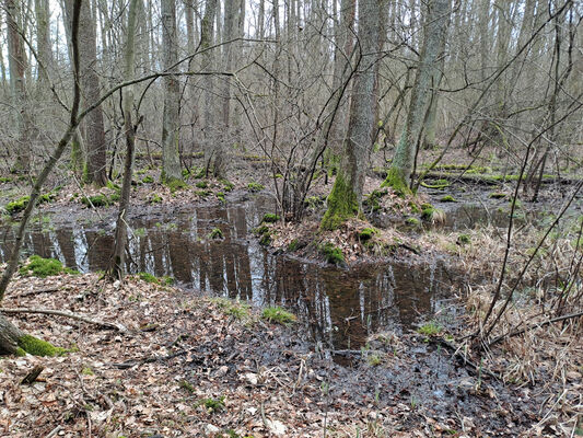 Týniště nad Orlicí, Petrovičky, 3.3.2024
Lužní les U Kryštofovy studánky.
Klíčová slova: Týniště nad Orlicí Petrovičky lužní les U Kryštofovy studánky