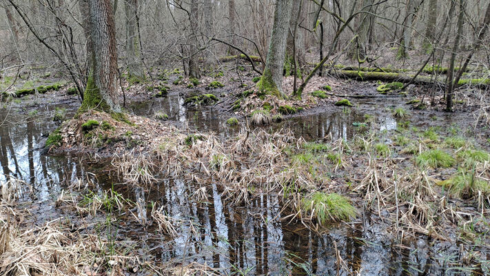 Týniště nad Orlicí, Petrovičky, 3.3.2024
Lužní les U Kryštofovy studánky.
Klíčová slova: Týniště nad Orlicí Petrovičky lužní les U Kryštofovy studánky