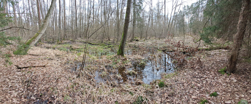 Týniště nad Orlicí, Petrovičky, 3.3.2024
Lužní les U Kryštofovy studánky.
Schlüsselwörter: Týniště nad Orlicí Petrovičky lužní les U Kryštofovy studánky