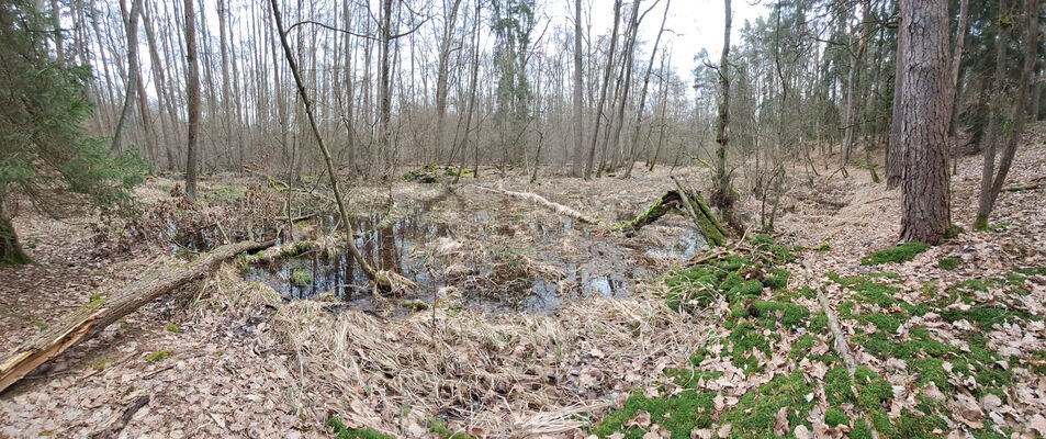 Týniště nad Orlicí, Petrovičky, 3.3.2024
Lužní les U Kryštofovy studánky.
Keywords: Týniště nad Orlicí Petrovičky lužní les U Kryštofovy studánky