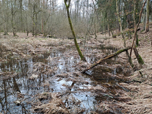 Týniště nad Orlicí, Petrovičky, 3.3.2024
Lužní les U Kryštofovy studánky.
Klíčová slova: Týniště nad Orlicí Petrovičky lužní les U Kryštofovy studánky