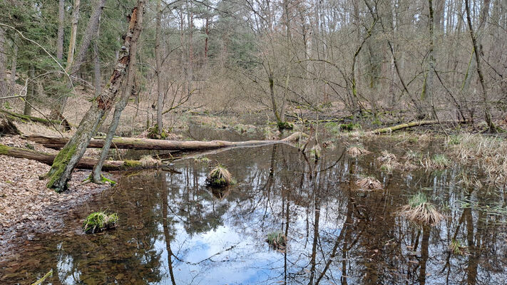 Týniště nad Orlicí, Petrovičky, 3.3.2024
Lužní les U Kryštofovy studánky.
Klíčová slova: Týniště nad Orlicí Petrovičky lužní les U Kryštofovy studánky