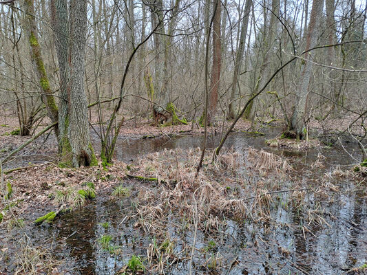 Týniště nad Orlicí, Petrovičky, 3.3.2024
Lužní les U Kryštofovy studánky.
Schlüsselwörter: Týniště nad Orlicí Petrovičky lužní les U Kryštofovy studánky