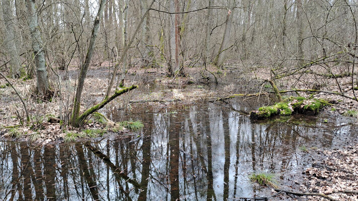 Týniště nad Orlicí, Petrovičky, 3.3.2024
Lužní les U Kryštofovy studánky.
Klíčová slova: Týniště nad Orlicí Petrovičky lužní les U Kryštofovy studánky