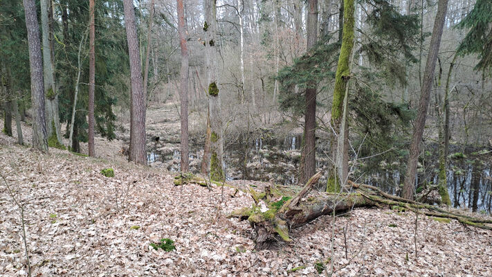 Týniště nad Orlicí, Petrovičky, 3.3.2024
Lužní les U Kryštofovy studánky.
Klíčová slova: Týniště nad Orlicí Petrovičky lužní les U Kryštofovy studánky