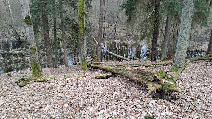 Týniště nad Orlicí, Petrovičky, 3.3.2024
Lužní les U Kryštofovy studánky.
Schlüsselwörter: Týniště nad Orlicí Petrovičky lužní les U Kryštofovy studánky