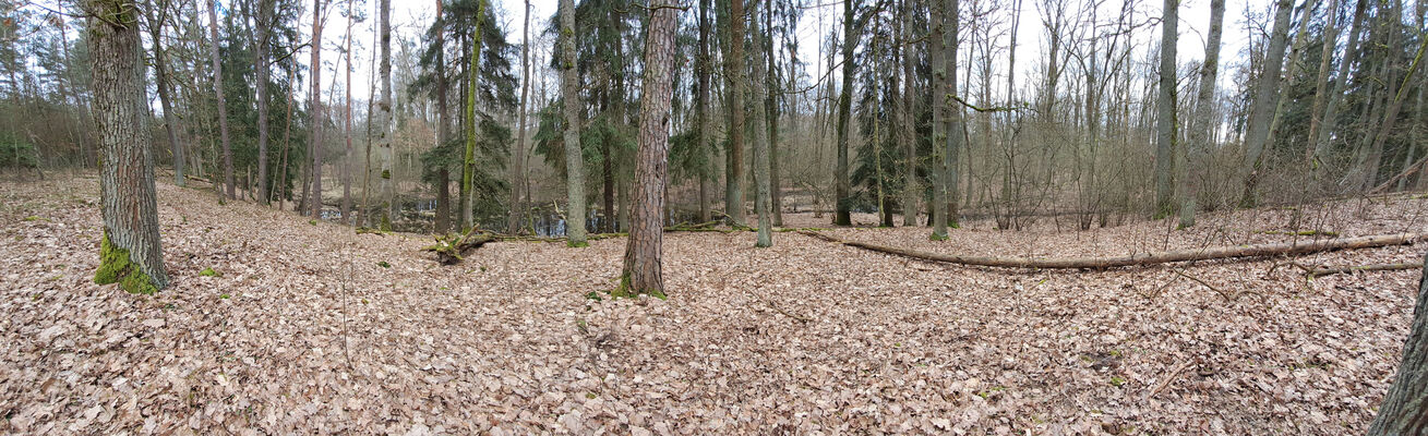 Týniště nad Orlicí, Petrovičky, 3.3.2024
Lužní les U Kryštofovy studánky.
Klíčová slova: Týniště nad Orlicí Petrovičky lužní les U Kryštofovy studánky