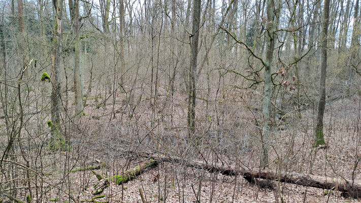 Týniště nad Orlicí, Petrovičky, 3.3.2024
Lužní les U Kryštofovy studánky.
Klíčová slova: Týniště nad Orlicí Petrovičky lužní les U Kryštofovy studánky