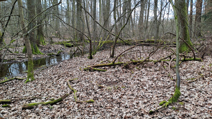 Týniště nad Orlicí, Petrovičky, 3.3.2024
Lužní les U Kryštofovy studánky.
Mots-clés: Týniště nad Orlicí Petrovičky lužní les U Kryštofovy studánky