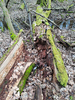 Týniště nad Orlicí, Petrovičky, 3.3.2024
Lužní les U Kryštofovy studánky.
Klíčová slova: Týniště nad Orlicí Petrovičky lužní les U Kryštofovy studánky Aesalus scarabaeoides