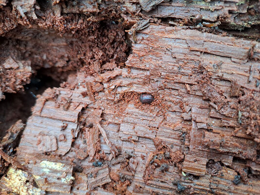 Týniště nad Orlicí, Petrovičky, 3.3.2024
Lužní les U Kryštofovy studánky. Roháček Aesalus scarabaeoides v kukelní kolébce v trouchnivém dřevě rozlomeného kmenu dubu.
Mots-clés: Týniště nad Orlicí Petrovičky lužní les U Kryštofovy studánky Aesalus scarabaeoides