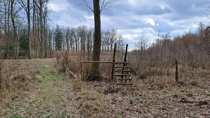 Týniště nad Orlicí, Petrovičky, 3.3.2024
Lužní les U Kryštofovy studánky. Holosečné lesní hospodářství již proniklo i sem. 
Klíčová slova: Týniště nad Orlicí Petrovičky lužní les U Kryštofovy studánky