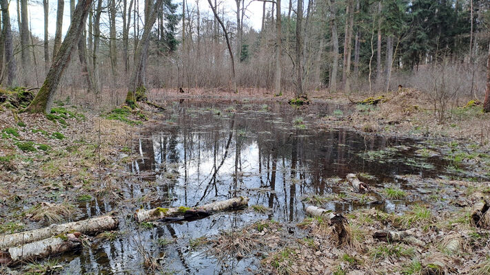 Týniště nad Orlicí, Petrovičky, 3.3.2024
Lužní les U Kryštofovy studánky.
Mots-clés: Týniště nad Orlicí Petrovičky lužní les U Kryštofovy studánky