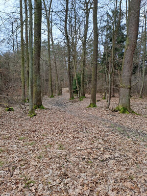 Týniště nad Orlicí, Petrovičky, 3.3.2024
Lužní les U Kryštofovy studánky.
Mots-clés: Týniště nad Orlicí Petrovičky lužní les U Kryštofovy studánky